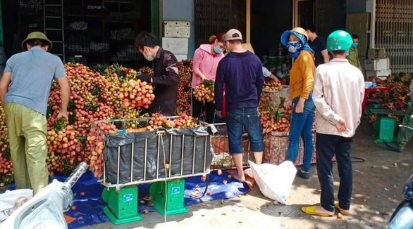 Lục Ngạn: Thông tin vải thiều bị ép giá thu mua 2.000 đồng/kg là sai sự thật