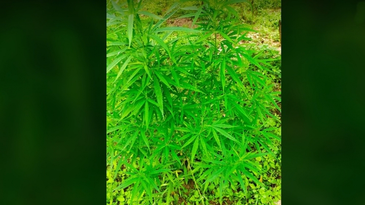 Chủ vườn cần sa rộng 3.000m2 ngoài bãi giữa sông Hồng là ai?