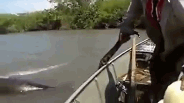 Video: Sợ hãi cảnh người đàn ông dùng tay không bắt trăn 