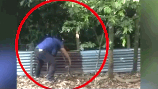 Video: Rùng mình cảnh người đàn ông dùng 1 tay tóm gọn rắn hổ mang chúa dài 4,5 mét