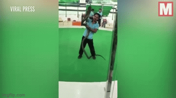 Video: Khoảnh khắc người đàn ông bị rắn hổ mang chúa cắn trúng tay khi đang biểu diễn