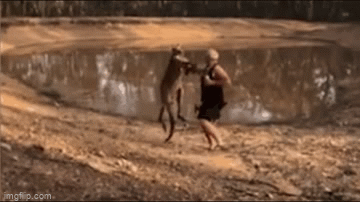 Video: Người đàn ông bị kangaroo 