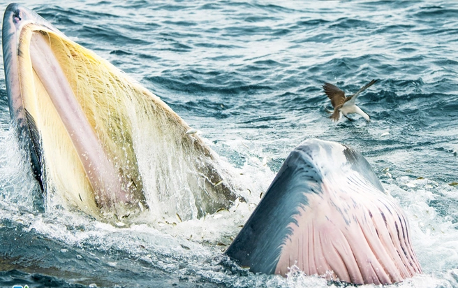 Lý giải nguyên nhân cá voi liên tục xuất hiện ở vùng biển Bình Định
