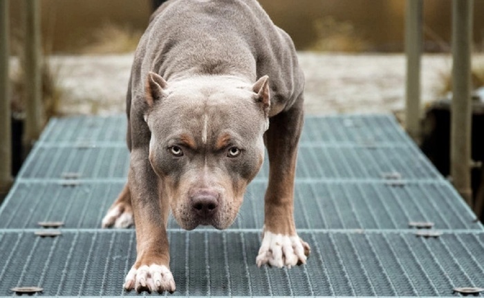 Tình tiết mới nhất vụ nữ chủ nhà bị chó Pitbull 40kg cắn tử vong