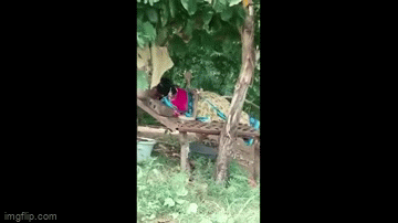 Video: Kinh hoàng khoảnh khắc người phụ nữ bị rắn hổ mang trườn qua người