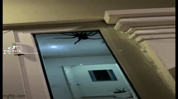 Video: Thanh niên hoảng hồn phát hiện con vật đáng sợ đang bò trên cửa