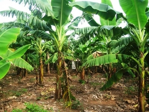 Vụ thi thể cụ bà 95 tuổi chôn ở vườn chối nhà con trai: Bất thường từ ụ đất cao giữa vườn