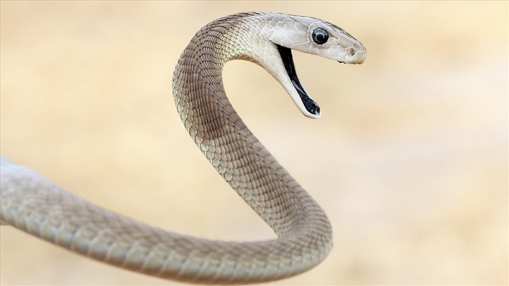 Đi lấy củi, 3 người trong gia đình bị rắn mamba đen cắn tử vong