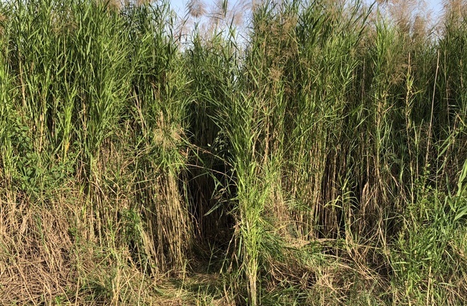 Phá trường gà trong bãi lau sậy, tạm giữ 32 đối tượng: 