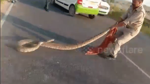 Video: Bị kéo ra giữa đường, trăn khổng lồ chồm lên đớp thẳng vào người viên cảnh sát