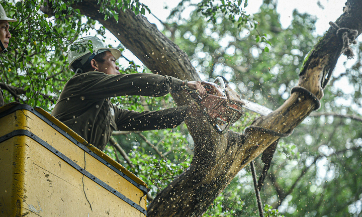 Hà Nội chặt hạ 3 cây sưa quý chết khô bên hồ Gươm