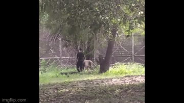 Video: Liều lĩnh nhảy vào chuồng trêu sư tử, nam thanh niên bị đưa đến đồn cảnh sát