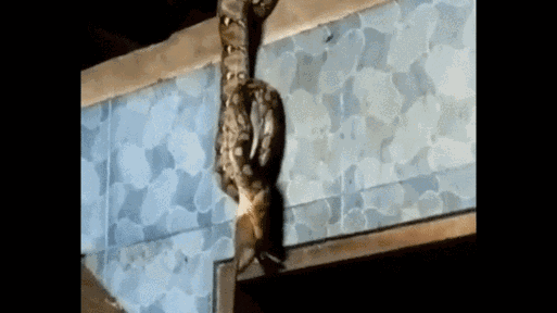 Vừa đi làm về, người đàn ông bắt gặp cảnh tượng kinh hoàng khó quên