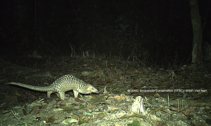 Tê tê vàng xuất hiện ở Vườn Quốc gia Sông Thanh quý hiếm đến mức nào?