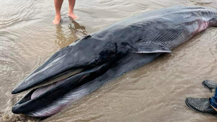 Cá Ông khoảng 300kg dạt vào bờ biển ở Trà Vinh