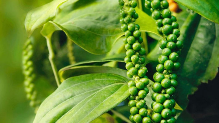 Giá cà phê chuẩn bị cán mốc 100.000 đồng/kg