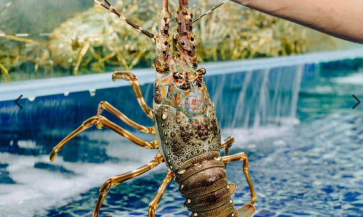 2 tháng đầu năm, xuất khẩu tôm hùm Việt Nam tăng 18 lần