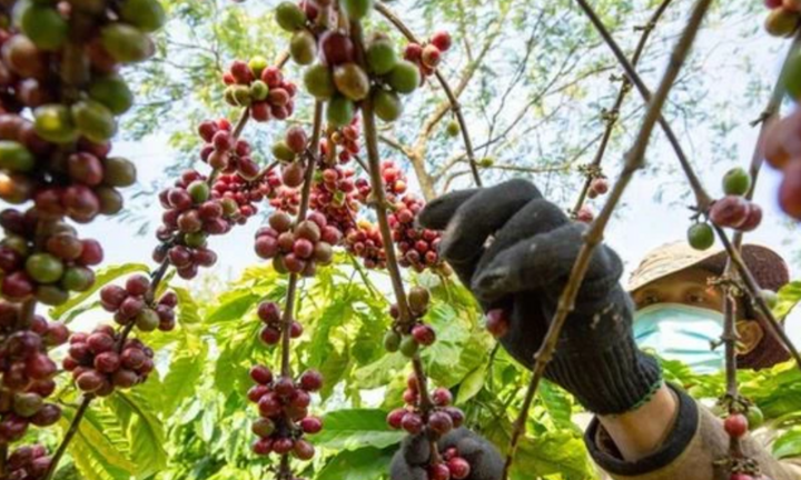 Thị trường nông sản có nhiều biến động: Giá cà phê giảm nhẹ, giá hồ tiêu đạt trên 95.000 đồng/kg