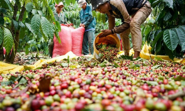 Giá cà phê tăng liên tục 4 tháng đầu năm, dòng năng lượng có xu hướng tăng nhẹ
