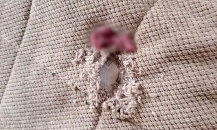 Trở về nhà sau chuyến đi xa, người phụ nữ rùng mình nhìn cảnh tượng trên giường ngủ