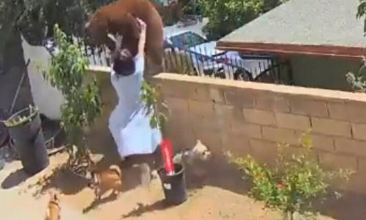 Tròn mắt cảnh cô gái 17 tuổi tay không đẩy ngã gấu “khổng lồ” để bảo vệ chó cưng