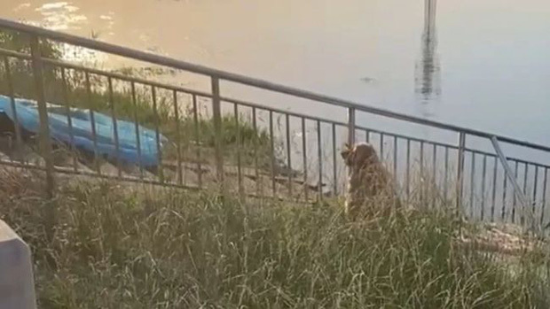 Chủ nhân trượt chân ngã chết đuối, hành động của hai chú chó cưng khiến ai nấy xót xa