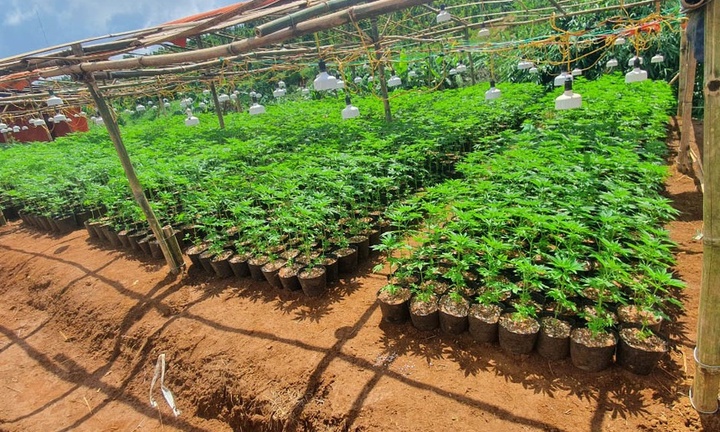 Tạm giữ hình sự 2 đối tượng trồng hơn 2.600 cây cần sa