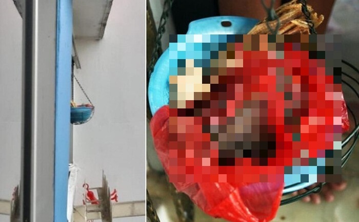 Người phụ nữ tái mặt báo cảnh sát vì tưởng xác đứa trẻ bị bỏ trước nhà hàng xóm, sự thật đầy kinh ngạc