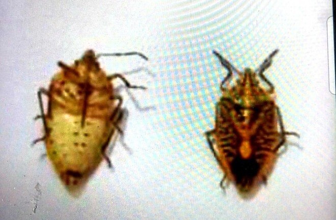 Tin tức đời sống ngày 13/8: Người đàn ông suy đa tạng vì ăn 2 bát bọ xít rang