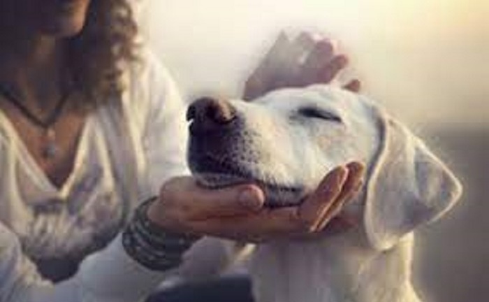 Bộ Y tế khuyến cáo COVID-19 có thể lây từ động vật sang người