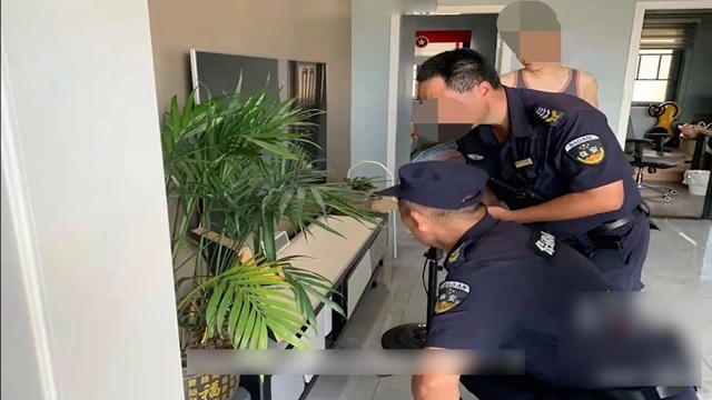 Mua chậu cây cảnh về đặt trong phòng khách, cả nhà tái mặt khi thấy thứ bò lúc nhúc phía dưới