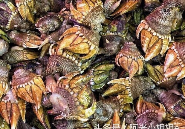 Chàng trai nhặt được sinh vật lạ ở bờ biển, mang đi hỏi mới biết “trúng số độc đắc”