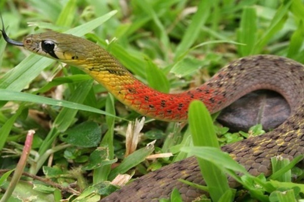 Bé trai hơn 3 tuổi tử vong vị bị rắn học trò cắn