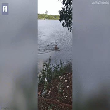 Video: Xuống hồ bất chấp cảnh báo, người đàn ông “chạm mặt” cá sấu, thoát chết trong gang tấc