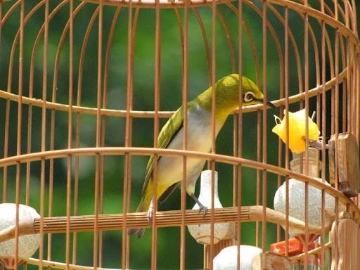 Bắt nhóm đối tượng xông vào nhà trọ, dùng kim tiêm đe dọa để cướp chim vành khuyên