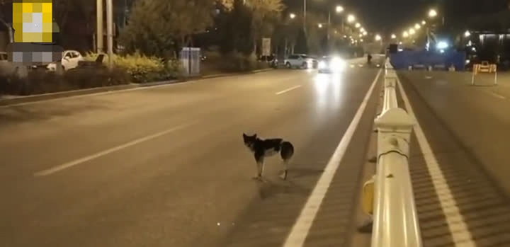 Chủ gặp tai nạn qua đời, chó cưng kiên trì làm một việc suốt 80 ngày khiến ai nấy xúc động rơi lệ