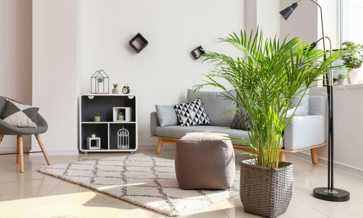 7 loại cây hút tài lộc cực đỉnh nên đặt trong phòng khách
