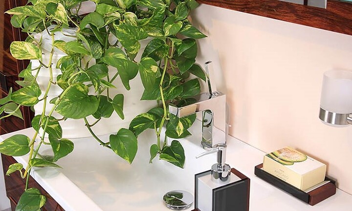 Gợi ý 8 loại cây cảnh khử mùi hôi nhà vệ sinh cực tốt