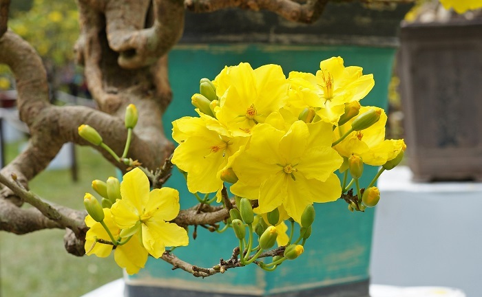 Vì sao người Việt thường bày đào, mai, quất trong nhà dịp Tết Nguyên đán?