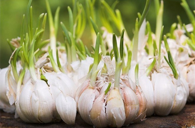 Tỏi mọc mầm có ăn được không?