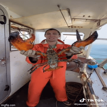 Video chỉ quay một con tôm hùm nhưng thu hút hơn 13 triệu view, có gì đặc biệt?