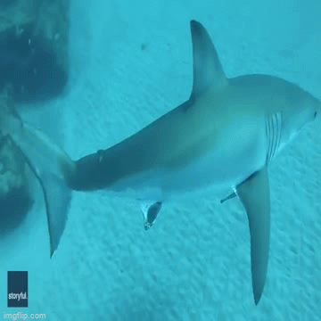 Tin tức đời sống ngày 7/4: Thiếu niên chạm trán cá mập trong 2 ngày liên tiếp