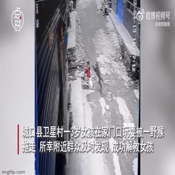 Hoảng hồn cảnh con khỉ táo tợn “bắt cóc” bé gái đang chơi trước cửa nhà