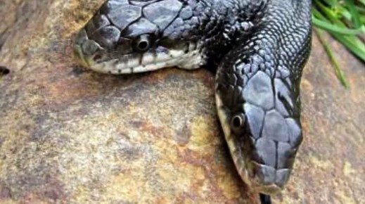 Con rắn 2 đầu sống dai tới 17 năm, cách cho ăn uống gây ngỡ ngàng