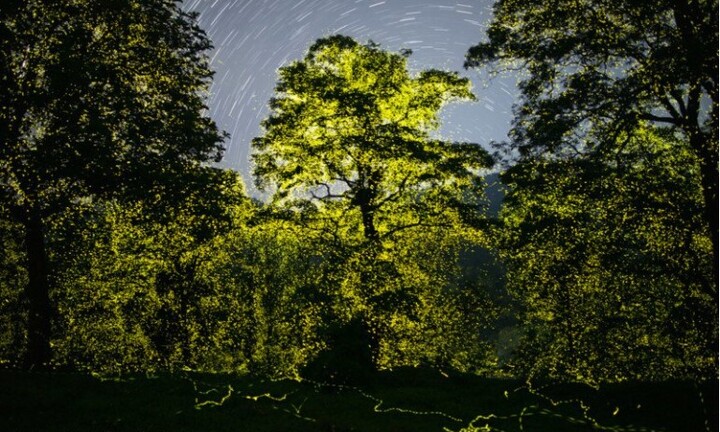 Choáng ngợp trước cảnh tượng hàng tỷ con đom đóm thắp sáng cả khu bảo tồn 