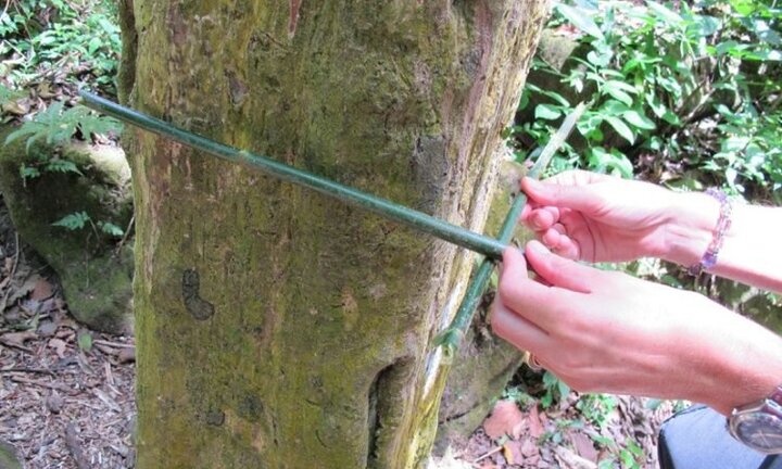 Kỳ lạ thung lũng đầy những cây thân hình vuông