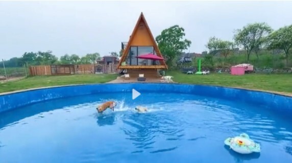 Người đàn ông mạnh tay chi gần 1,2 tỷ đồng để xây biệt thự cho chó cưng
