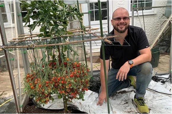 “Phát sốt” trước cây cà chua sai trĩu quả, nghe số lượng mà choáng váng