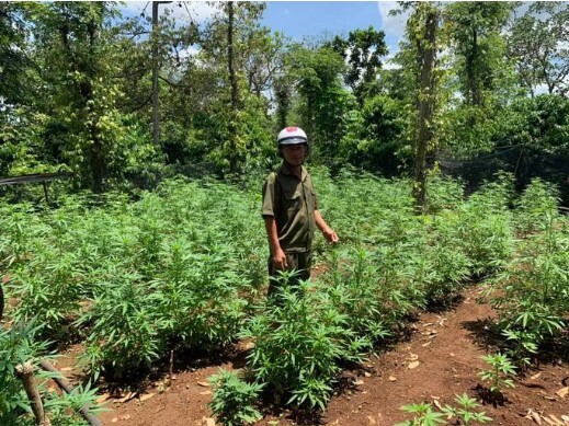 Gia đình ở Đắk Lắk trồng hơn 340 cây cần sa với mục đích cho gà ăn