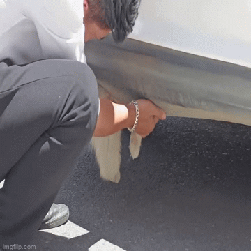 “Vị khách” đặc biệt trốn dưới gầm xe taxi gây xôn xao cộng đồng mạng